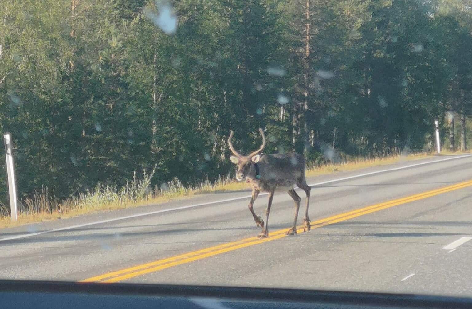 Rentiere überqueren oft die Straßen in Finnland.