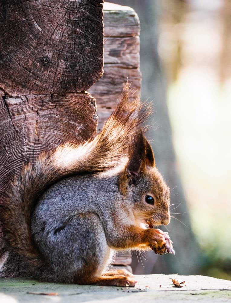 Eichhörnchen Finnland